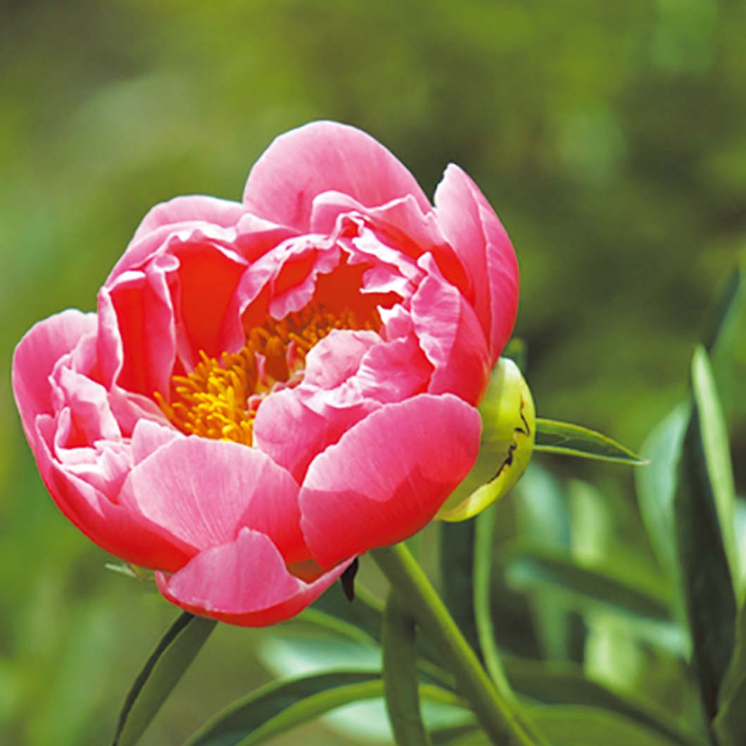 和漢植物エキスのイメージ